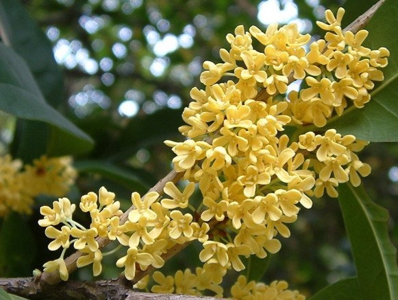 桂花, Osmanthus, Kép forrása: https://www.fpcn.net/a/qiaomu/20131023/Osmanthus_fragrans.html